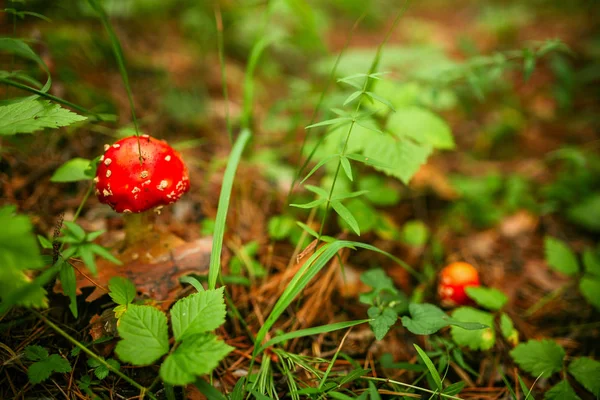 Mushrooms in the forest — Stock Photo, Image