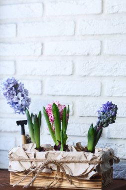 bir kutu içinde genç renkli sümbül