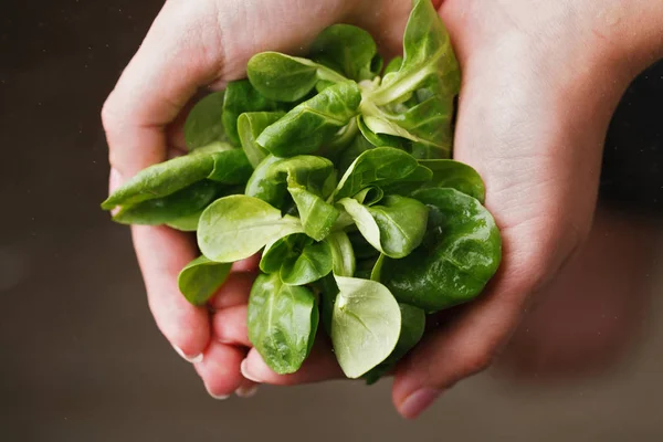 Frischer Maissalat — Stockfoto