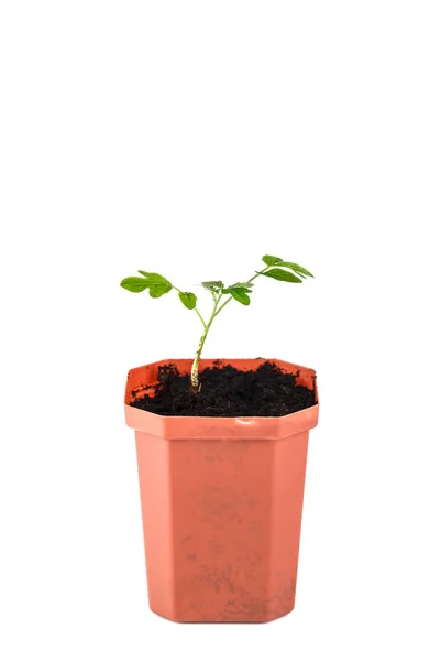 Tomato sprout. The tomato seedlings before planting in a brown pot on a white background. Isolate — Stock Photo, Image