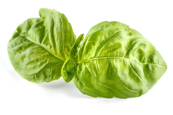 Close up studio shot of fresh green basil herb leaves isolated on white background. — Stock Photo, Image