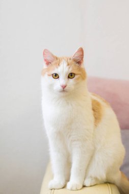 Sandalyede oturan beyaz-kırmızı kedi