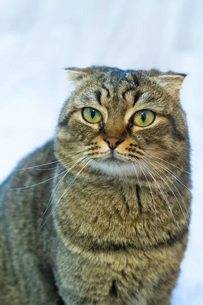 Egy szürke csíkos macska portréja — Stock Fotó
