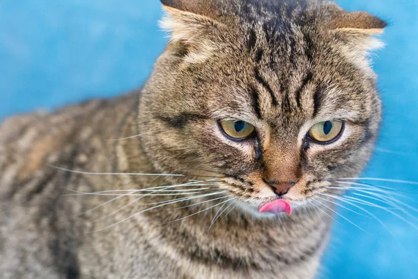 Grå-randig katt slickar sina läppar — Stockfoto