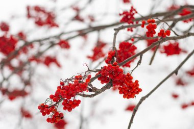 Dalların üzerinde kırmızı dağ külleri var.