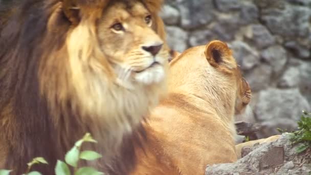 Le lion marche à côté de la lionne menteuse. Gros plan — Video