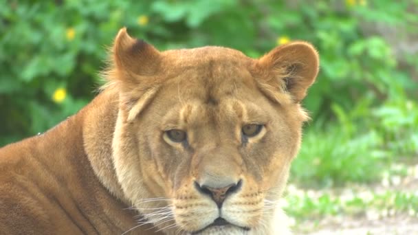 The lying lioness yawns. Close-up — Stock Video