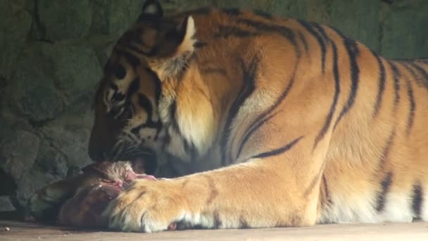 Η τίγρη ροκανίζει ένα μεγάλο κομμάτι του κρέατος. Ζωολογικό κήπο. Γκρο πλαν — Αρχείο Βίντεο