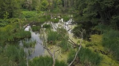 Yeşil çim ve düşmüş ağaçları ile bir bataklık. Havadan görünümü