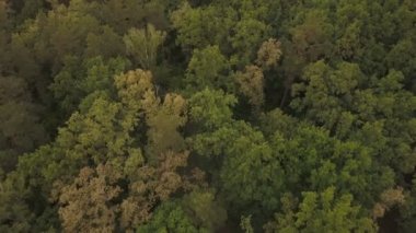 Yeşil taze orman. Yapraklı ve iğne yapraklı ağaçlar. Havadan görünümü