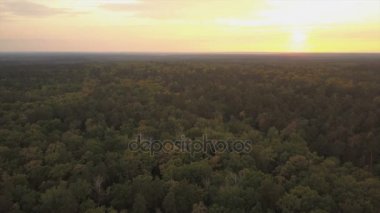Yeşil taze orman. Yapraklı ve iğne yapraklı ağaçlar. Havadan görünümü