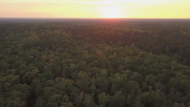 Bosque verde fresco. Árboles caducos y coníferas. Vista aérea — Vídeo de stock