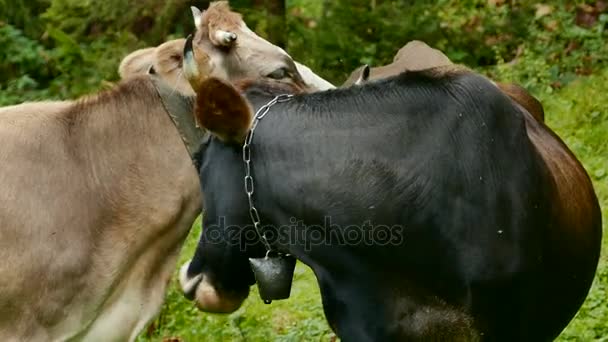 Duas vacas numa encosta verde da montanha. Close-up — Vídeo de Stock