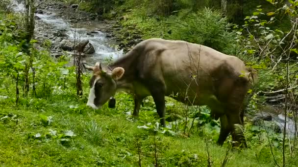 Uma vaca marrom pastoreia em uma montanha verde perto de um rio — Vídeo de Stock
