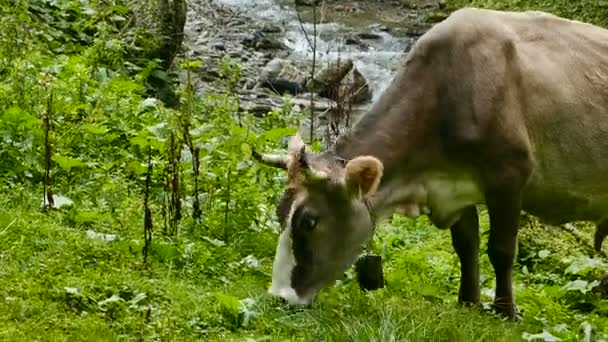 Een bruine koe graast op een groene berghelling in de buurt van een rivier. Close-up — Stockvideo