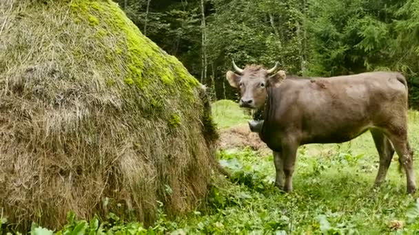 Egy fiatal bika chews széna közelében egy hegyvidéki területen szénakazalban — Stock videók