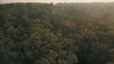 Orman kara sevdanın gün batımında. Kamerayı yukarı taşır. Havadan görünümü