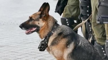 Alman çoban askeri etkinlikler sitesinde güvenlik sağlar. Portre