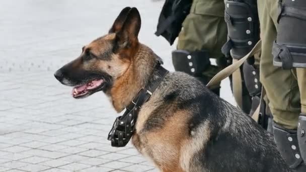 German Shepherd with the military provides security on the site of public events. Closeup — Stock Video