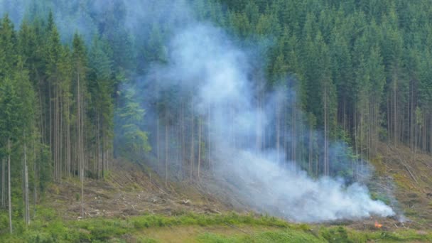 Smoke from a fire rises above a coniferous forest on a mountain slope — Stock Video