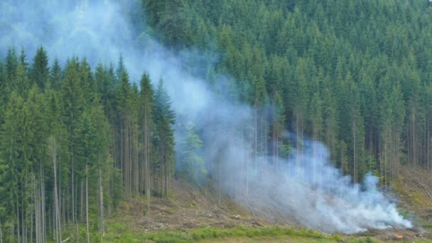 Smoke from a fire rises above a coniferous forest on a mountain slope — Stock Video