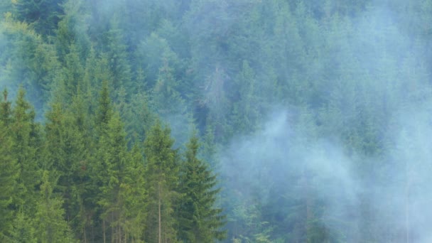 Smoke rises over the coniferous forest on a mountain slope. Close up — Stock Video
