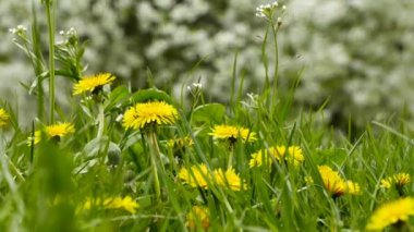 Çiçek sarı karahindiba çiçeklerin kapatın. Karahindiba officinale. Bahar zamanında Bahçe.