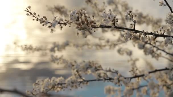 Floração árvore de fruto em um fundo do lago ao pôr-do-sol. Close-up — Vídeo de Stock