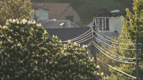 Dorfstraße. Es gibt Hausdächer, Drähte, die zwischen Laternen gespannt sind, blühende Kastanien. Sonnenuntergang — Stockvideo