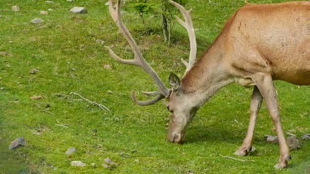 Молодой олень с рогами ест зеленую траву на лугу в лесу — стоковое видео