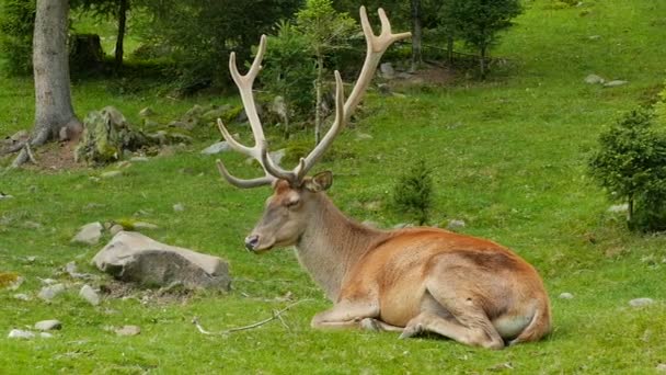 Молодой олень с рогами лежит на зеленой траве на лугу в лесу — стоковое видео