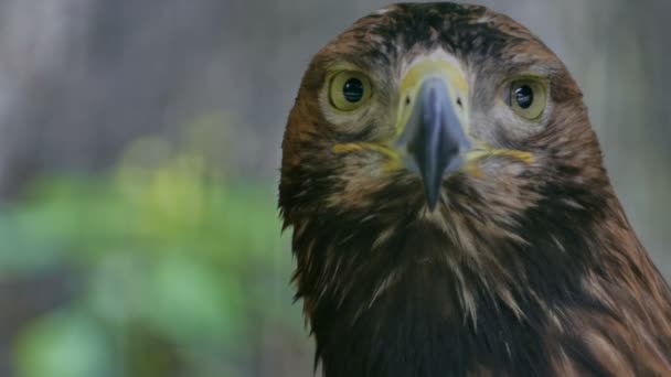 The eagle looks around. Close-up — Stock Video
