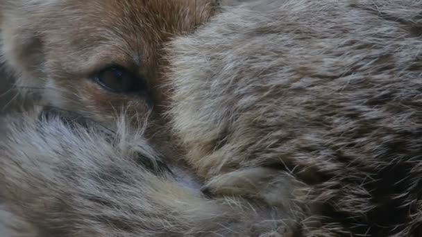 A raposa jovem torceu-se em uma bola e olhou com um olho. Close-up — Vídeo de Stock