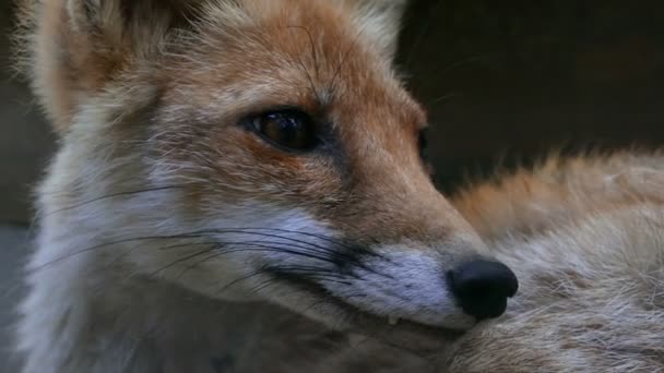 Ein junger Fuchs wird herumgeführt. Nahaufnahme — Stockvideo