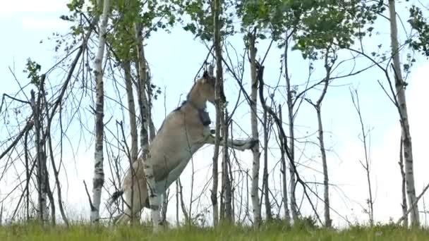 Die Ziege hat die Blätter der Bäume auf dem Berg in den ukrainischen Karpaten — Stockvideo