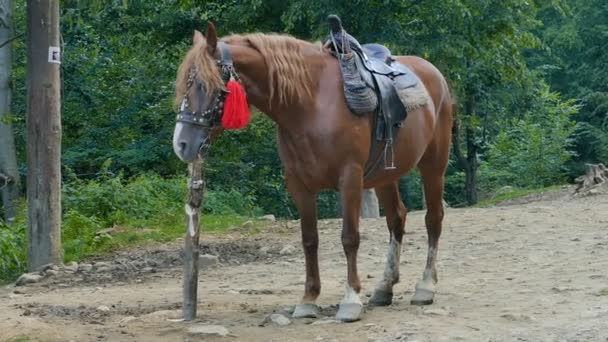 Ein braunes Pferd mit Sattel wird in den ukrainischen Karpaten an eine Stange gebunden — Stockvideo