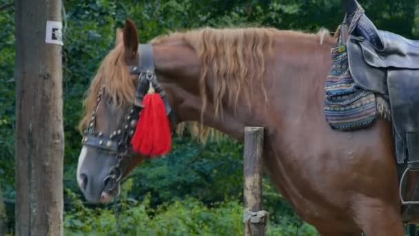 Een bruin paard met een zadel is gebonden aan een paal in de Oekraïense Karpaten. Close-up — Stockvideo