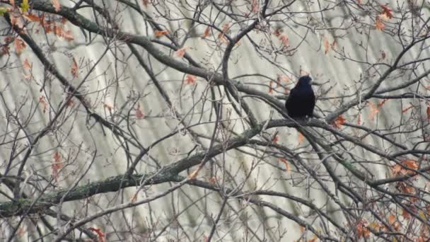 The crow flies from the branch of the oak tree. Slow motion — Stock Video