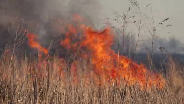 Un feu de forêt. Herbe de feu près de la forêt. Une épaisse fumée et le feu menacent la nature et la ville. Extinction d'incendie. Pollution atmosphérique et écologie. Contexte naturel 