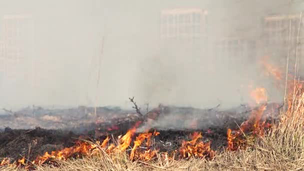 Fuego Forestal Fuego Hierba Cerca Del Bosque Humo Espeso Fuego — Vídeos de Stock