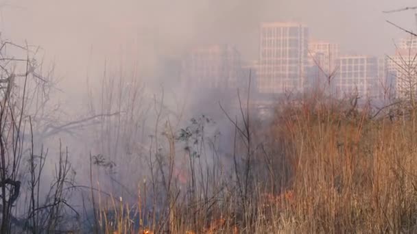 Incendio Forestale Erba Fuoco Vicino Alla Foresta Fumo Fuoco Densi — Video Stock