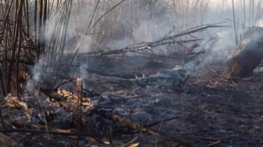 Orman yangını. Ormanın yakınında ateş otları. Kalın duman ve ateş doğayı ve şehri tehdit ediyor. Yangın söndürülüyor. Hava kirliliği ve ekoloji. Doğal arkaplan