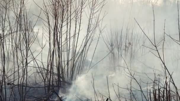 森林大火 在森林附近放草坪 浓烟和大火威胁着自然和城市 空气污染和生态 自然背景 — 图库视频影像