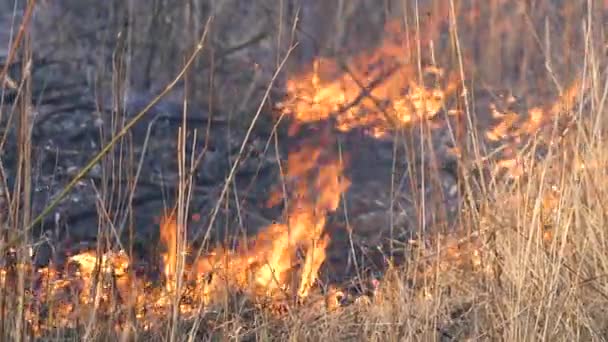 Un feu de forêt. Herbe de feu près de la forêt. Une épaisse fumée et le feu menacent la nature et la ville. Extinction d'incendie. Pollution atmosphérique et écologie. Contexte naturel 