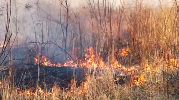Lesní Požár Ohnivá Tráva Poblíž Lesa Hustý Kouř Oheň Ohrožují — Stock video