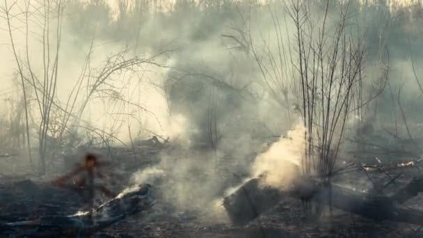 Лесной Огонь Огненная Трава Возле Леса Толстый Дым Огонь Угрожают — стоковое видео