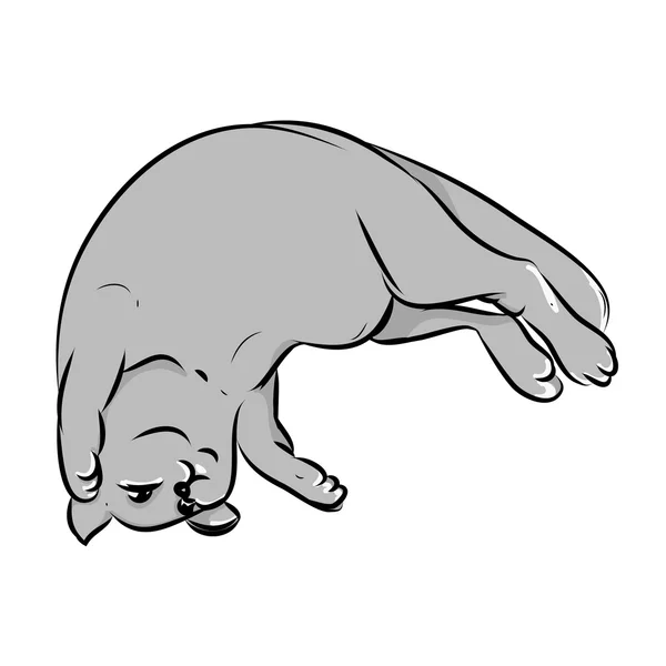 Graue Katze auf dem Rücken — Stockvektor