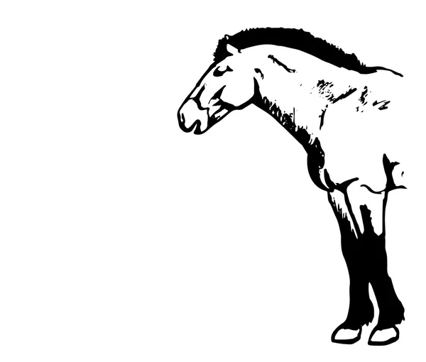 Den Przewalskis häst grafik — Stock vektor
