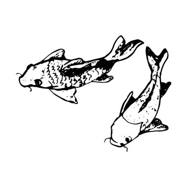 Sazan soyutlama beyaz arka plan üzerinde