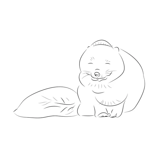 Arctic fox простой контур на белом фоне — стоковый вектор